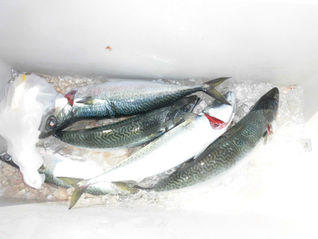 釣果 7月20日