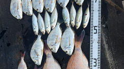 釣果　　　　5月16日