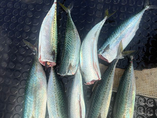 釣果　　　　7月19日