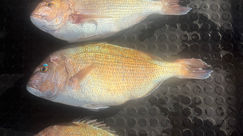 釣果　　　　1月6日