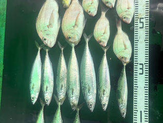 釣果 8月18日