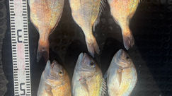 釣果　　　　1月28日