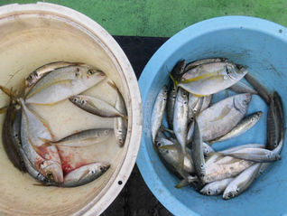 釣果　　　　1月5日