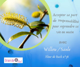 Reprendre les rennes de sa vie avec Willow /saule ...