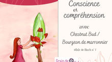Chestnut Bud, la fleur de l'apprentissage