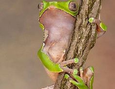 froggy.jpg