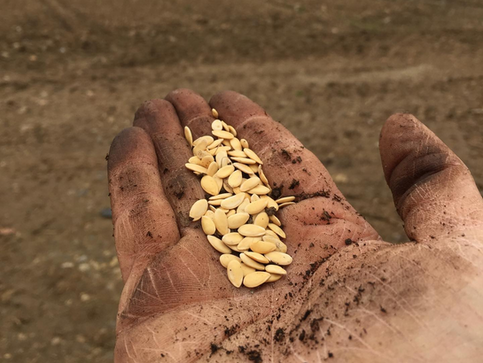 E anche questo, la terra lo fa...