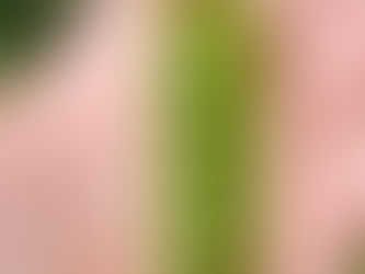 Il suolo è la banca della salute alimentare