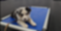 Baby Arrow.png