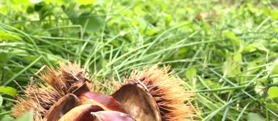 美和に来ないとできないよ、絶対！「岸根栗」の栗拾い①