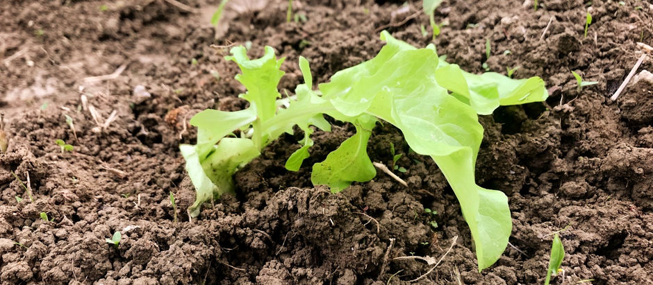我が家の家庭菜園のその後と、雑草のこと。