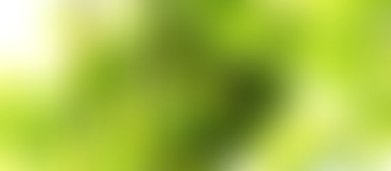 梅の実、梅雨の恵み。