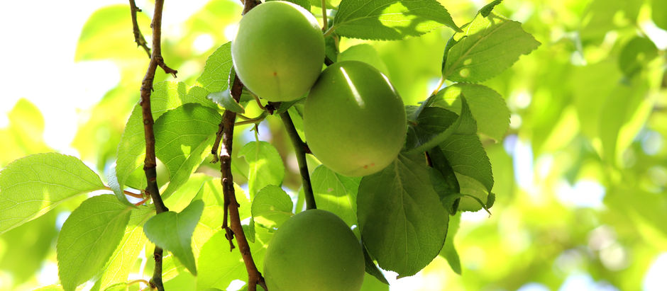 梅の実、梅雨の恵み。