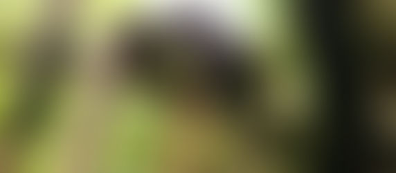 菜園ビギナーのピーナッツ栽培ノート㉑