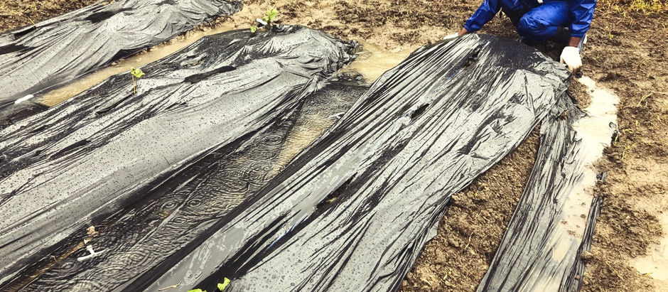 菜園ビギナーのピーナッツ栽培ノート⑳