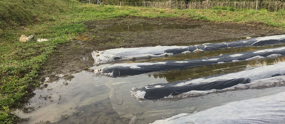 菜園ビギナーのピーナッツ栽培ノート⑦