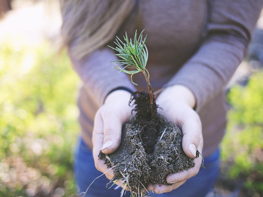 Biodegradable packaging inspired by nature