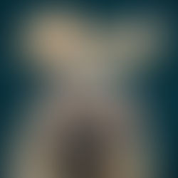 Top 5 Essential Tips for Capturing Stunning Dog Photography