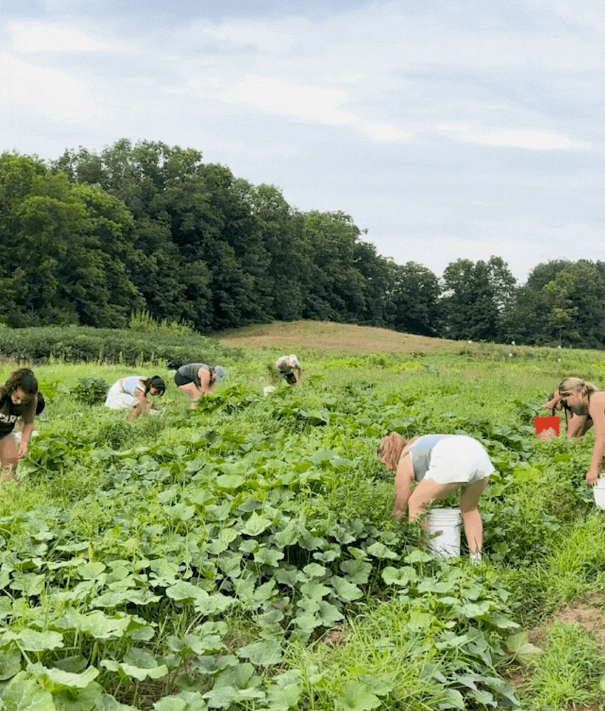 (Real-life footage from last year's Farm Olympics weed-a-thon!)