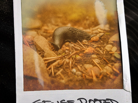 Wormwood Nowa - Sense Rooted (Prod. by Wade Made)