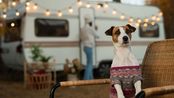 Pets AdobeStock_483674143.jpeg