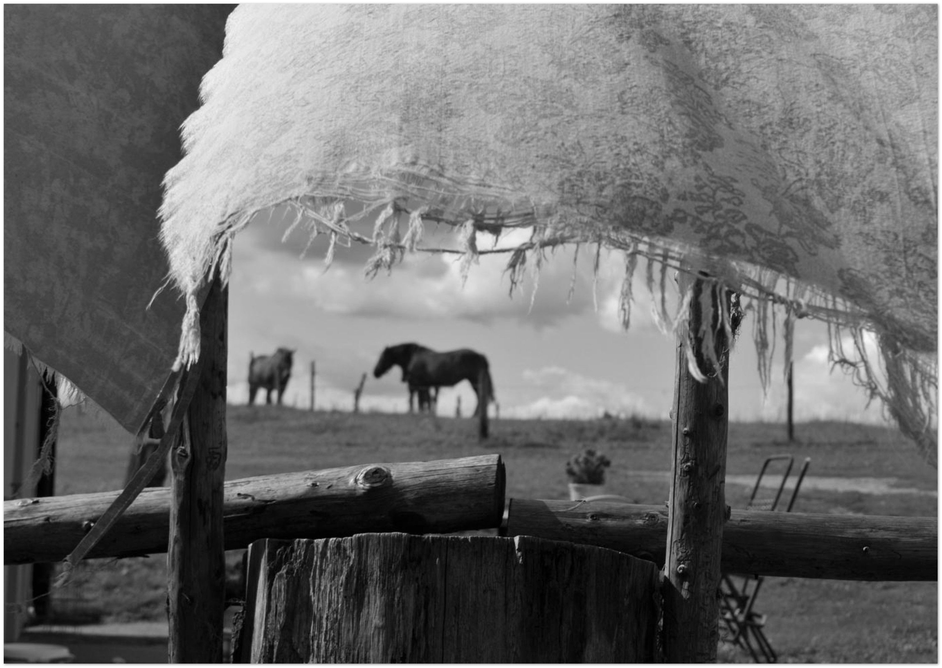 Distant horses grazing in a field, partially obscured by hanging fabric in the foreground — black and white photograph