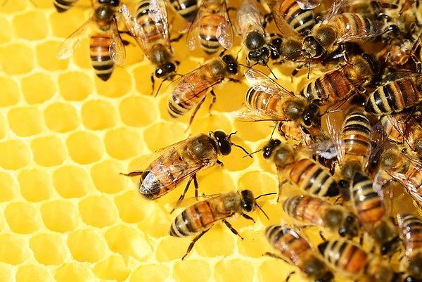 honey-bees-326337_640.jpg