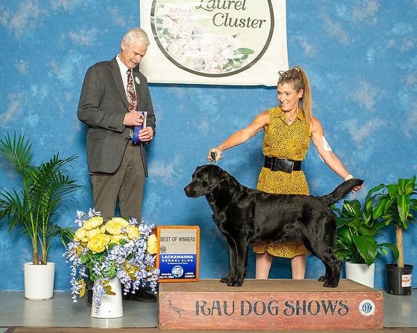 Billy at a AKC show Best of Winners