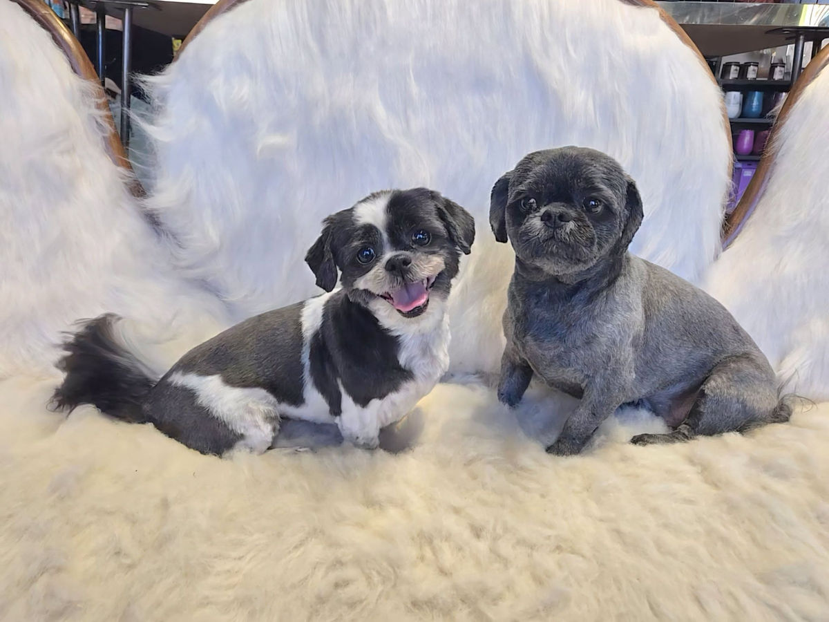 The Hairy Sofa Downtown