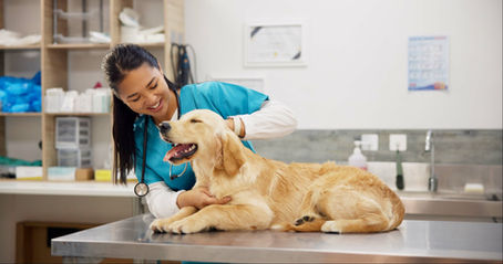 The Importance of Annual Dog Exams
