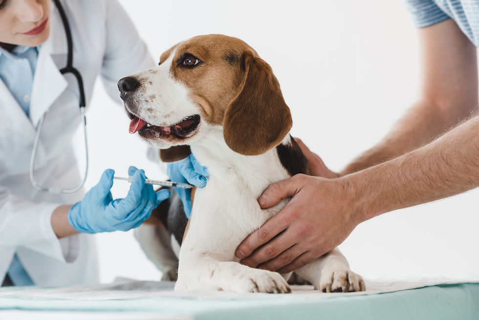 A Simple Shot for a Healthier Life: Why Your Pet’s Vaccinations Matter
