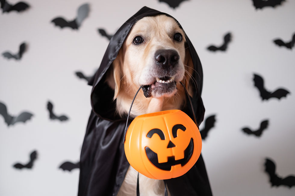 Halloween Treats: What Your Pets Can and Can’t Eat