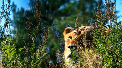Lioness watching