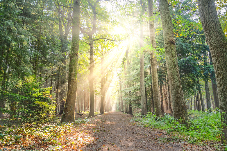forest-fog-sunny-nature-615348.jpeg