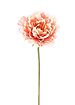 blossom