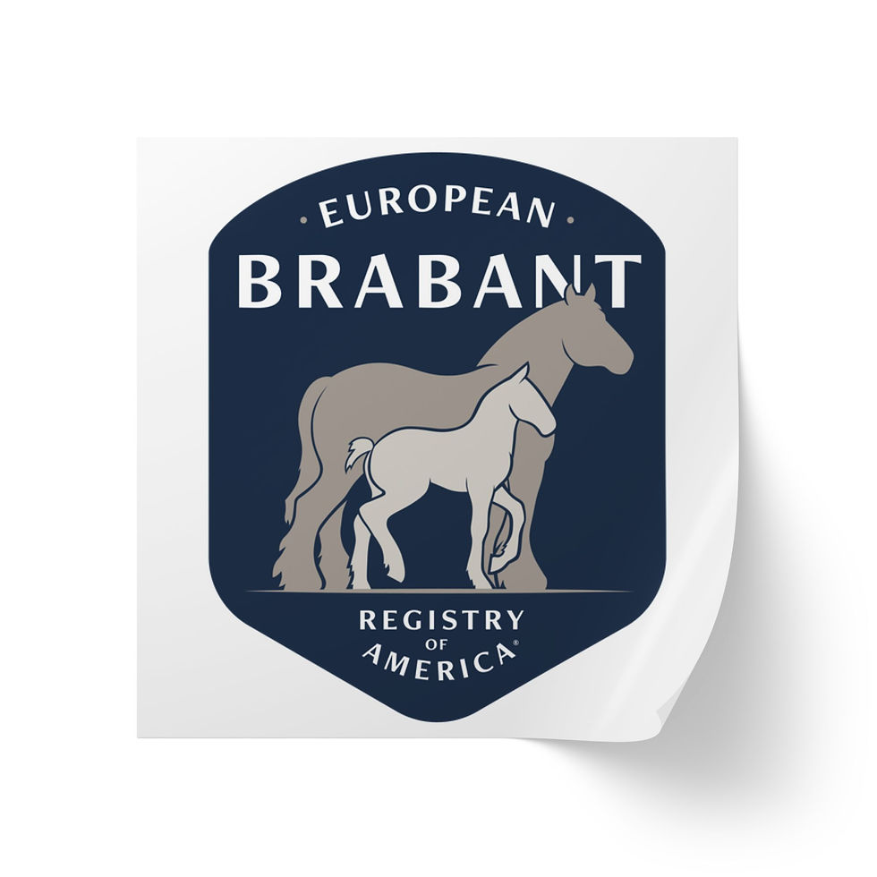 Miniature : EBRA Logo Square Sticker Roll