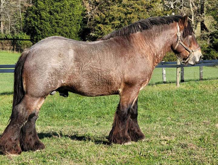 Farms in America | European Brabant