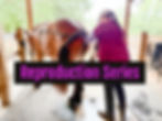 Equine Reproduction 4-Part Series