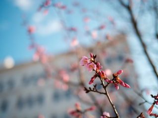 ３月21日（土）今日のお稽古