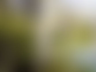 4月11日(土)今日のお稽古