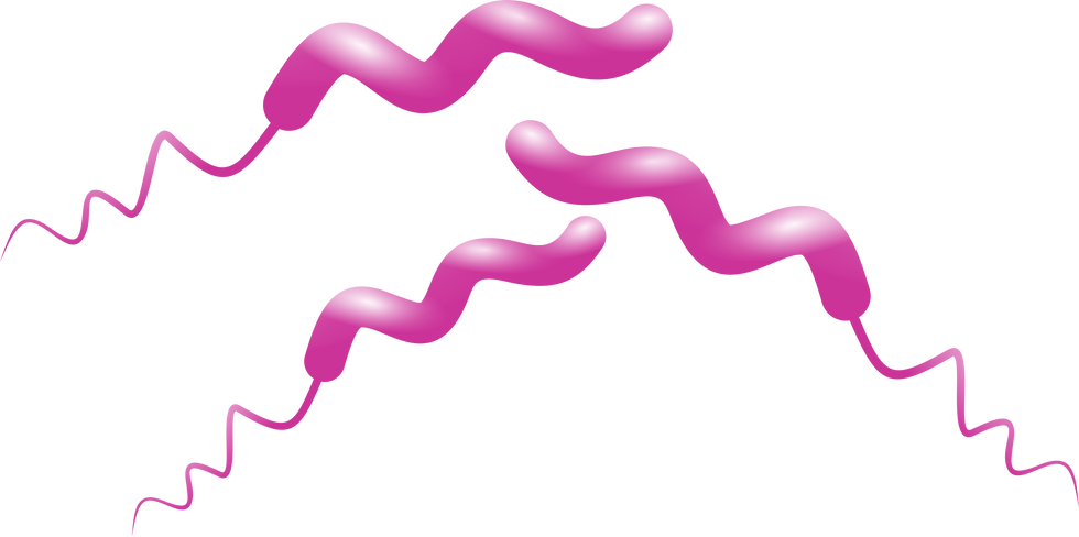 Campylobacter spp