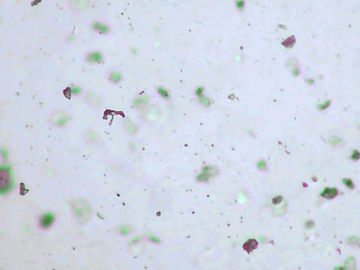 microscope 4.jpg