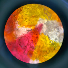 MICROSCOPIC INVESTIGATIONS.jpg