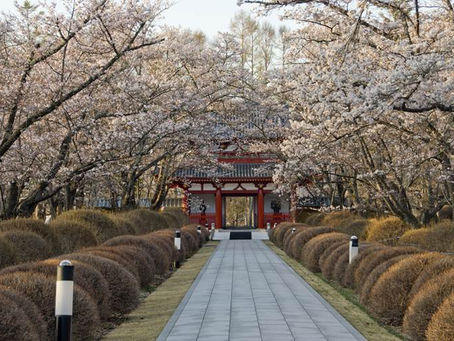 蓼科の桜の名所と見頃は🌸?