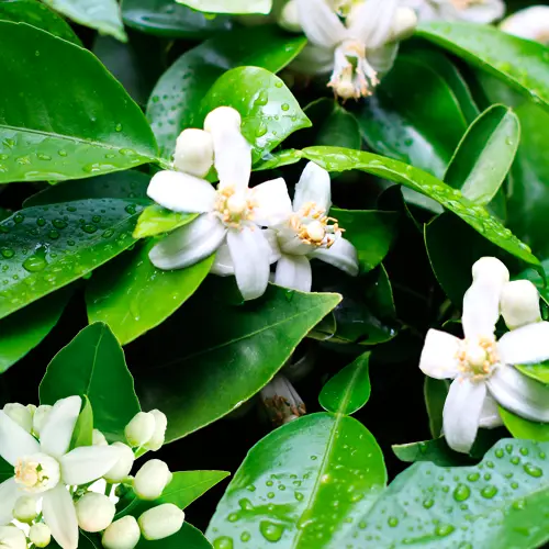 Thumbnail: Essence of Neroli Orange