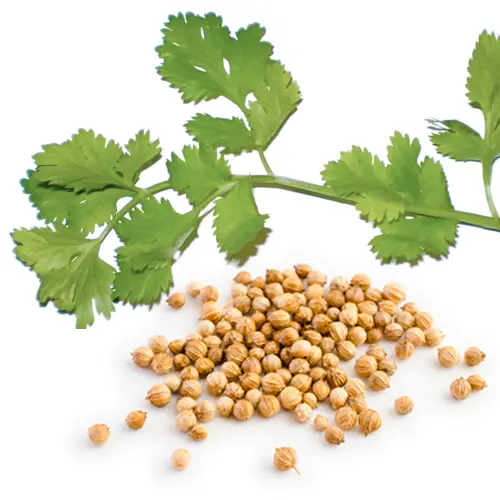 Thumbnail: Essence of Pure Cilantro