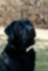 Black Labrador retriever wearing a bowtie and looking off into the distance.