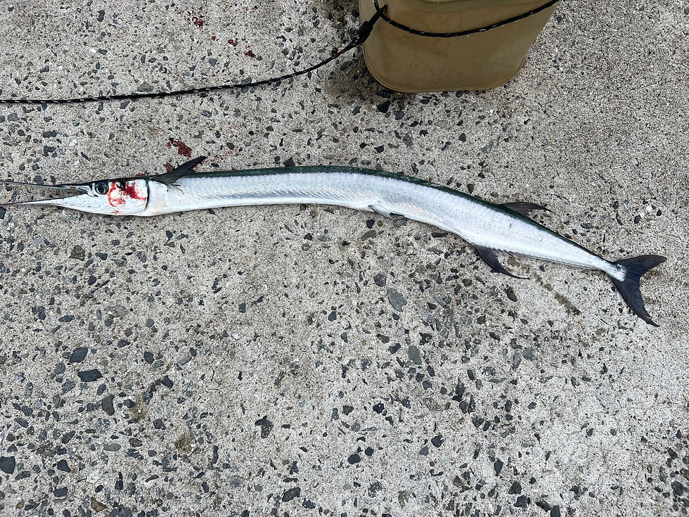 魚