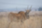 Eland.jpg