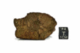 NWA 16279  ( 20,335 g )